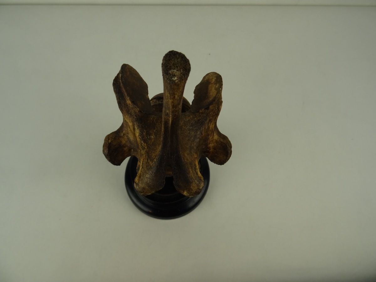 Giraffe Vertebra